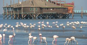 Excursii Optionale Walvis Bay