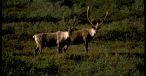 Denali National Park, Alaska